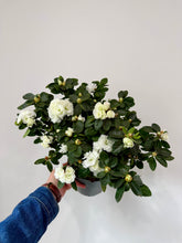 Load image into Gallery viewer, 6” Azalea Potted Plant