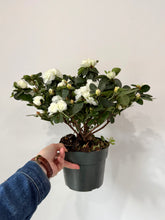 Load image into Gallery viewer, 6” Azalea Potted Plant