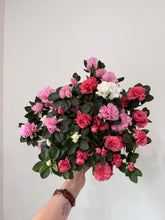 Load image into Gallery viewer, 6” Azalea Potted Plant