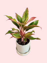 Load image into Gallery viewer, Potted Red Aglaonema in Scalloped Planter