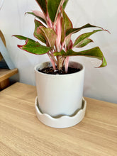 Load image into Gallery viewer, Potted Red Aglaonema in Scalloped Planter