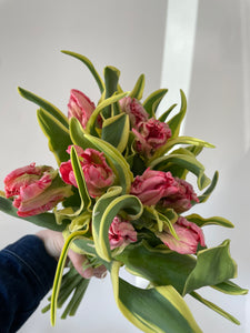 Frill/Parrot Tulip Bunches