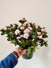Load image into Gallery viewer, 6” Azalea Potted Plant
