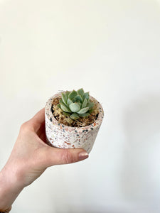 2.5” Potted Succulents