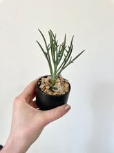 Load image into Gallery viewer, 2.5” Potted Succulents

