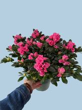 Load image into Gallery viewer, 6” Azalea Potted Plant
