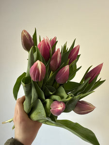Vanco Double Tulip Bunches (In Stock Now!)