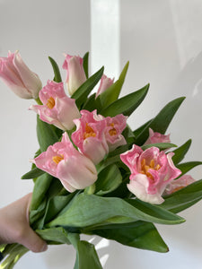 Frill/Parrot Tulip Bunches