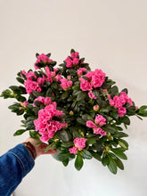 Load image into Gallery viewer, 6” Azalea Potted Plant
