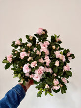 Load image into Gallery viewer, 6” Azalea Potted Plant
