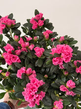 Load image into Gallery viewer, 6” Azalea Potted Plant
