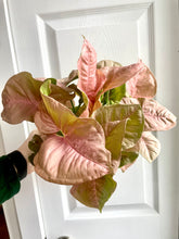 Load image into Gallery viewer, 6” Neon Pink Syngonium

