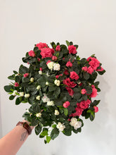 Load image into Gallery viewer, 6” Azalea Potted Plant
