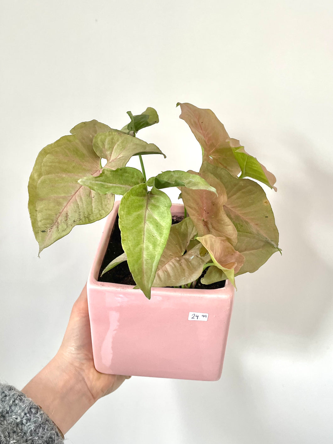 Pink Planter with 4” Neon Pink Syngonium