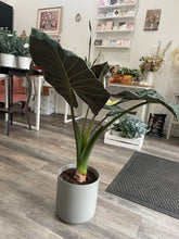 Load image into Gallery viewer, 10&quot; Potted Alocasia Regal Shield
