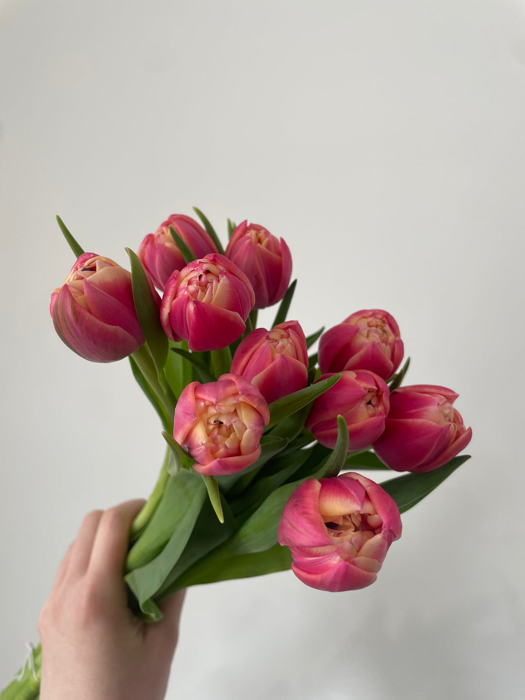Double Columbus Tulip Bunch