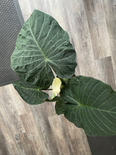 Load image into Gallery viewer, 10&quot; Potted Alocasia Regal Shield
