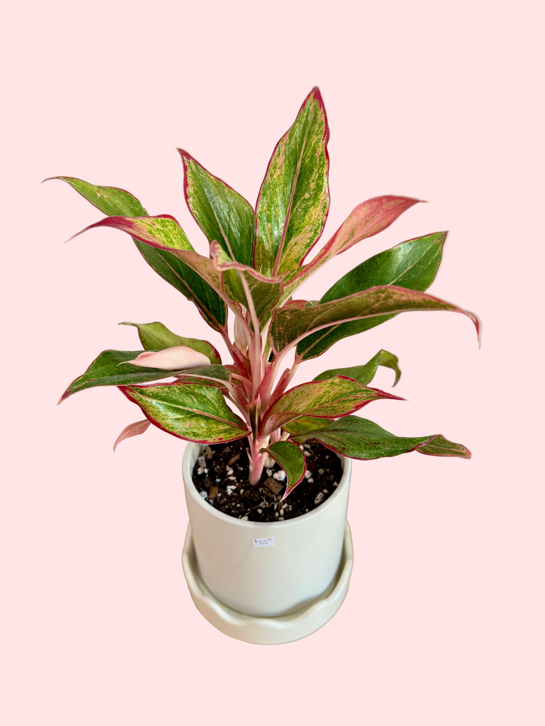 Potted Red Aglaonema in Scalloped Planter