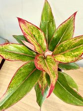Load image into Gallery viewer, Potted Red Aglaonema in Scalloped Planter
