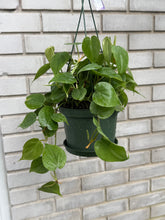 Load image into Gallery viewer, 6" Plant in Hanging Basket
