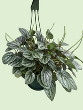 Load image into Gallery viewer, A hanging green planter with a leafy houseplant featuring silver-gray variegated leaves, suspended against a light gray brick wall.
