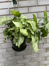 Load image into Gallery viewer, 6" Plant in Hanging Basket
