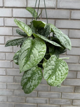 Load image into Gallery viewer, 6" Plant in Hanging Basket
