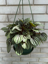 Load image into Gallery viewer, 6" Plant in Hanging Basket
