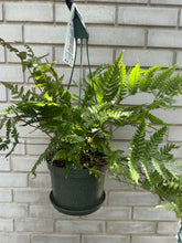 Load image into Gallery viewer, 6" Plant in Hanging Basket
