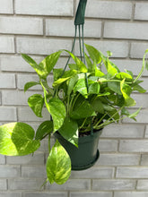 Load image into Gallery viewer, 6" Plant in Hanging Basket
