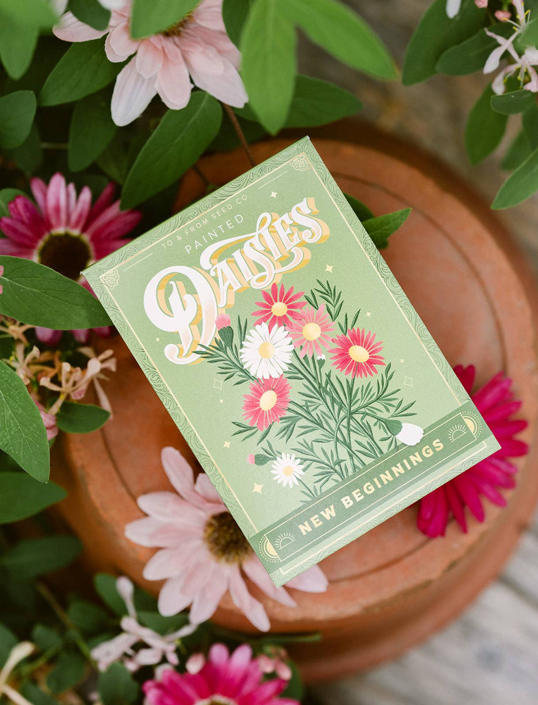 Painted Daisies (New Beginnings) - Floriography Seed Packet
