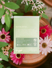 Load image into Gallery viewer, Painted Daisies (New Beginnings) - Floriography Seed Packet
